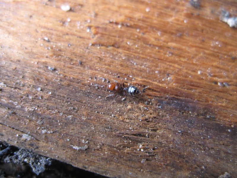 La redoutable créature qui sème le trouble sur son passage (la fourmi dont j'ai oublié le nom scientifique, pardonnez-moi).