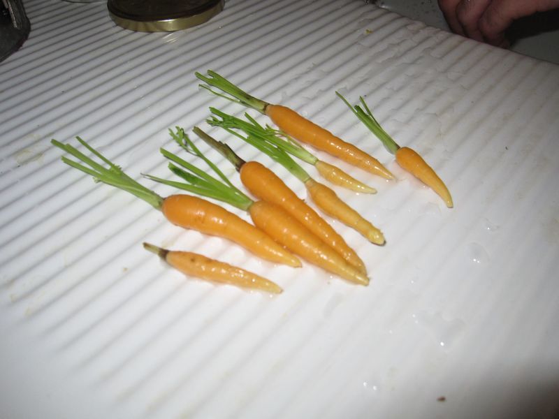 On devait de toute façon éclaircir les rangs de carottes qui étaient également bien trop serrés (on a pas encore la main totalement verte...). Du coup, voilà un apéritif bienvenu avec ces mini-carottes, en espérant que de plus grosses viendront !